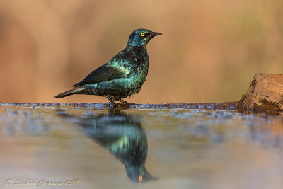 Cape Starling  (Lamprotornis nitens) 