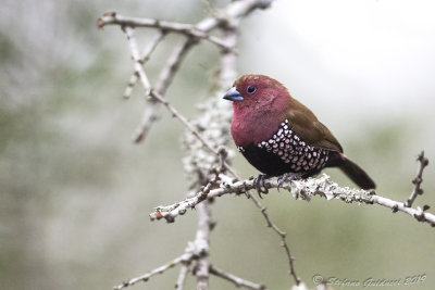 Pink-throated Twinspot  (Hypargos margaritatus)