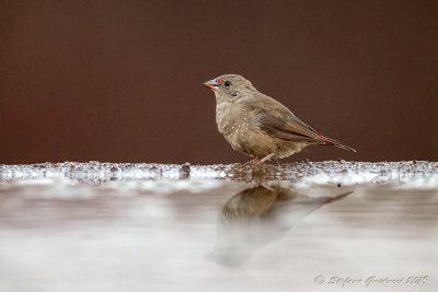 Red-billed Firefinch or Senegal firefinch (Lagonosticta senegala) ♀