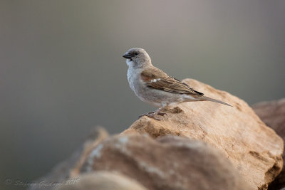 Southern Grey-headed Sparrow (Passer diffusus)