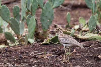 Water Thick-knee (Burhinus vermiculatus)