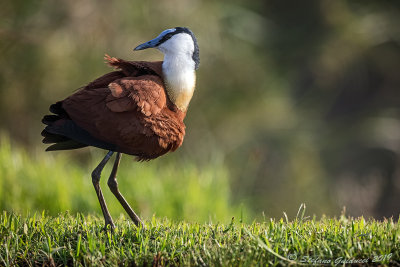 African Jacana (Actophilornis africanus) 