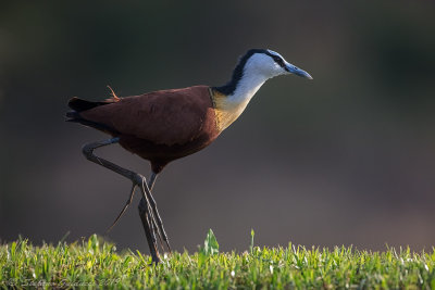 African Jacana (Actophilornis africanus) 