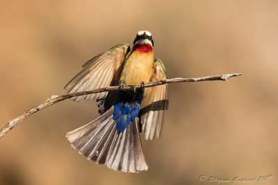 White-fronted Bee-eater (Merops bullockoides)