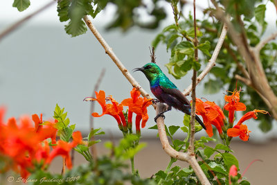 Marico Sunbird (Cinnyris mariquensis) ♂