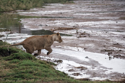 Leonessa (Panthera leo)