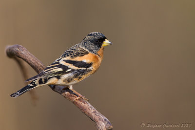 Peppola (Fringilla montifringilla) - Brambling