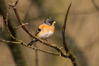 Peppola (Fringilla montifringilla) - Brambling