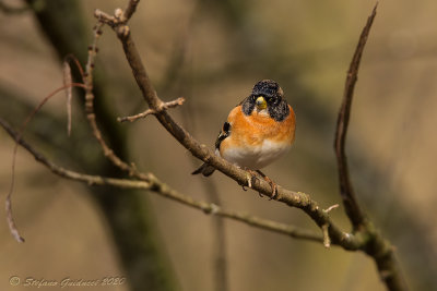 Peppola (Fringilla montifringilla) - Brambling