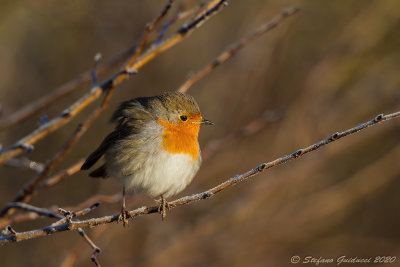 Pettirosso (Erithacus rubecula) - European Robin