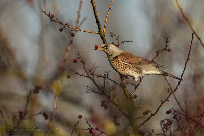 Cesena ( Turdus pilaris ) - Fieldfare