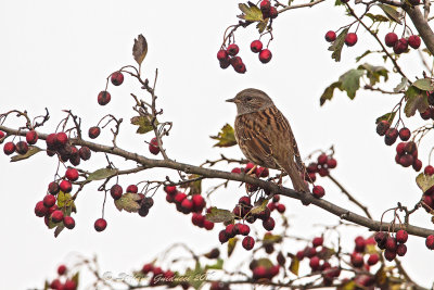 Passera scopaiola (Prunella modularis) - Dunnock