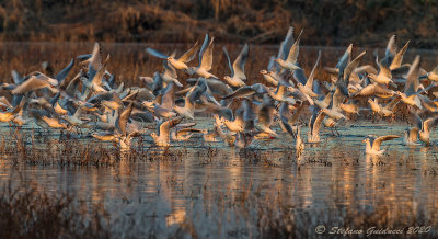 Gabbiano comune (Larus ridibundus) -Black-headed Gull	