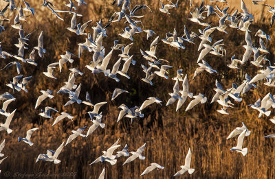 Gabbiano comune (Larus ridibundus) -Black-headed Gull	