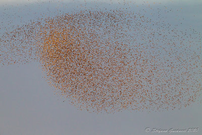 Storno (Sturnus vulgaris) - Starling	