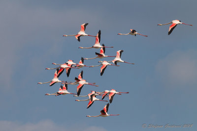 Fenicottero rosa  (Phoenicopterus roseus) - Greater flamingo