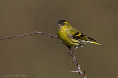Lucherino (Carduelis spinus) - Eurasian Siskin