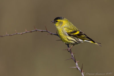 Lucherino (Carduelis spinus) - Eurasian Siskin