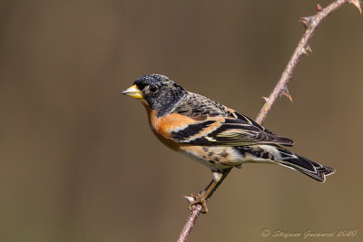 Peppola (Fringilla montifringilla) - Brambling