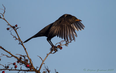 Merlo (Turdus merula) - Blackbird	 