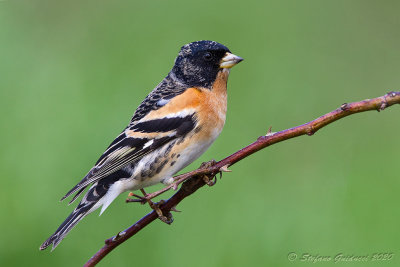 Peppola (Fringilla montifringilla) - Brambling