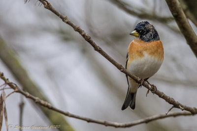 Peppola (Fringilla montifringilla) - Brambling