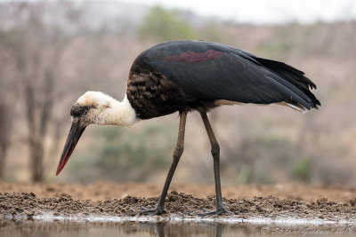 Woolly-necked Stork (Ciconia episcopus)