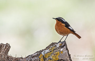 Codirosso Algerino (Phoenicurus moussieri) - Moussier's Redstart