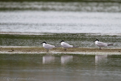 Sterna zampenere (Sterna nilotica) - Gull-billed Tern	