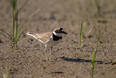 Corriere piccolo (Caradrius dubius)