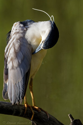 Nitticora (Nycticorax nycticorax) - Black-crowned night heron