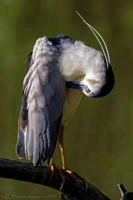 Nitticora (Nycticorax nycticorax) - Black-crowned night heron