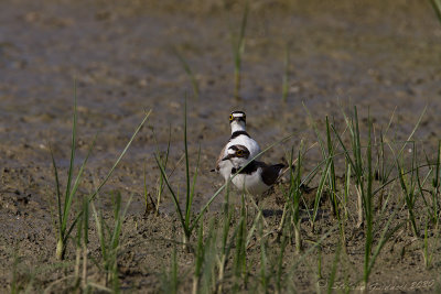 Corriere piccolo (Caradrius dubius) - Little ringed plover