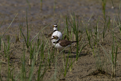 Corriere piccolo (Caradrius dubius) - Little ringed plover