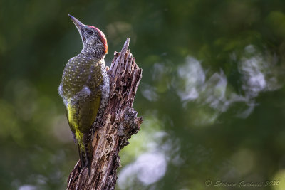Picchio verde juv. (Picus viridis) - Green woodpecker