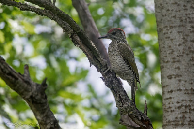 Picchio verde juv. (Picus viridis) - Green woodpecker