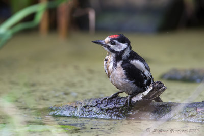 Picchio rosso maggiore juv. (Dendrocopos major) - Great spotted woodpecker