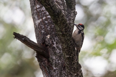 Picchio rosso maggiore juv. (Dendrocopos major) - Great spotted woodpecker