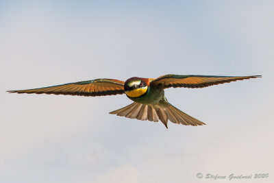 Gruccione  (Merops apiaster) - European bee-eater