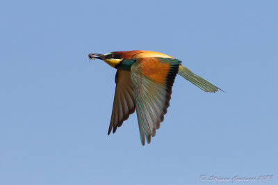 Gruccione  (Merops apiaster) - European bee-eater