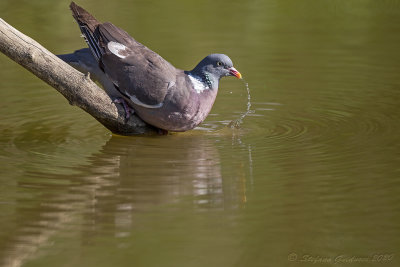 Colombaccio (Columba palumbus) - Woodpigeon	