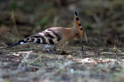 Upupa (Upupa epops) - Hoopoe	