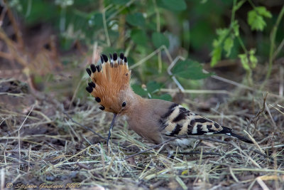 Upupa (Upupa epops) - Hoopoe
