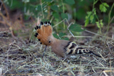 Upupa (Upupa epops) - Hoopoe	