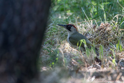 Picchio verde (Picus viridis) - Green Woodpecker	