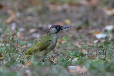 Picchio verde (Picus viridis) - Green Woodpecker	