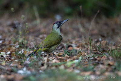 Picchio verde (Picus viridis) - Green Woodpecker	