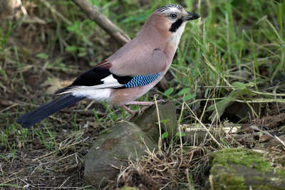 Ghiandaia (Garrulus glandarius) - Eurasian Jay	