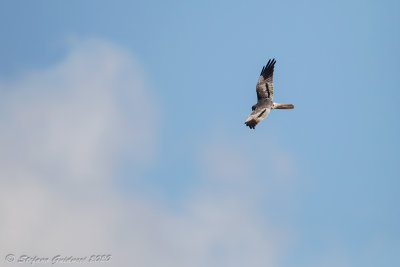 Albanella minore (Circus pygargus) - Montagu's Harrier	