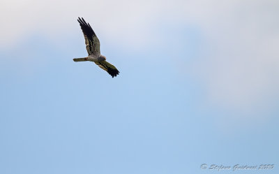 Albanella minore (Circus pygargus) - Montagu's Harrier	